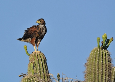 May 15, 2013<br>North Phoenix, AZ<br>Harris Hawk